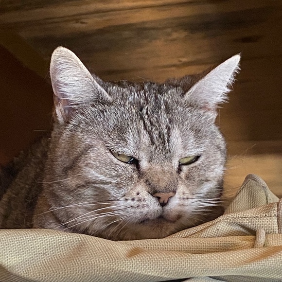 Meet your Posher, Aidan - Picture 1 of 1